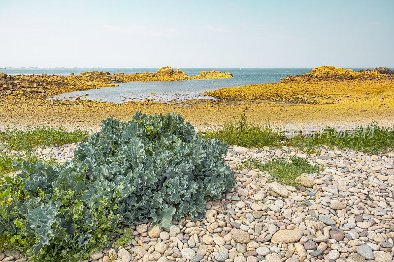 在法国布列塔尼Côtes d'Armor的Bréhat岛海湾在夏天